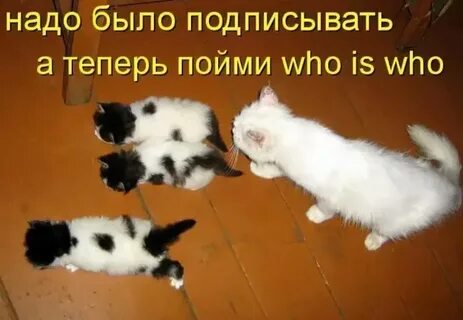 Смешные картинки с подписями