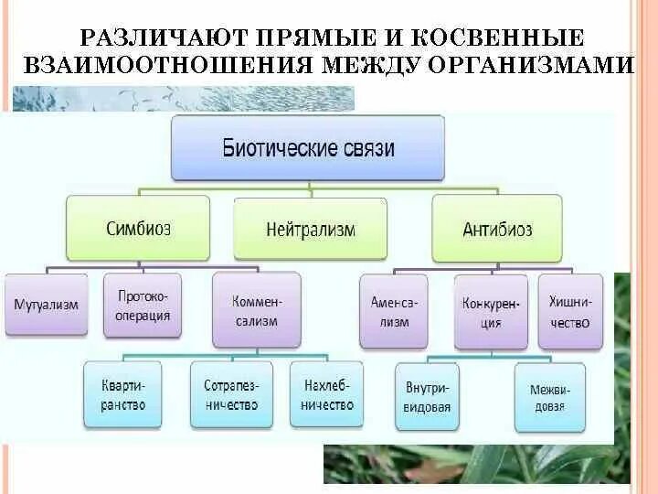 Типы взаимоотношений организмов схема. Типы биотических взаимодействий схема. Формы биотических взаимоотношений между организмами. Прямые и косвенные взаимоотношения между организмами. Типы отношений между растениями