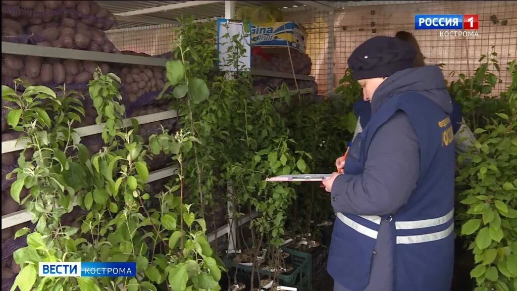 Садовник на костромской. Дача сад огород. Г кострома огородная 27 фото. Теплица 10 метров. Сад огород кострома.