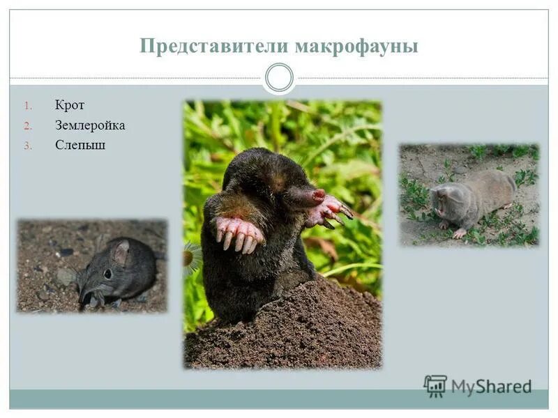 Пищевая цепь дождевой червь. Землеройка среда обитания. Лисица дождевой червь землеройка листовой. Листовой опад дождевой червь. Обитателийпочвенной среды.