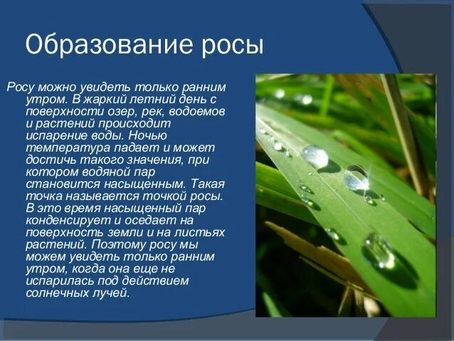 Как образуется роса. Как появляется роса. Условия образования росы. Как образуется роса схема. Почему выпала роса