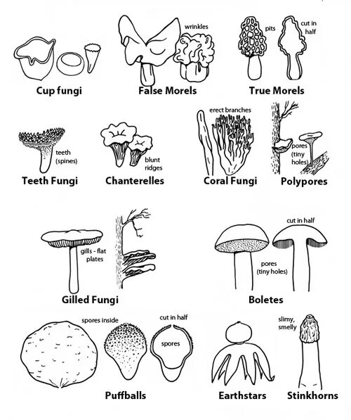Грибы fungi. Дикие грибы. Грибы Графика. Тип грибов (fungi). Mushroom глагол