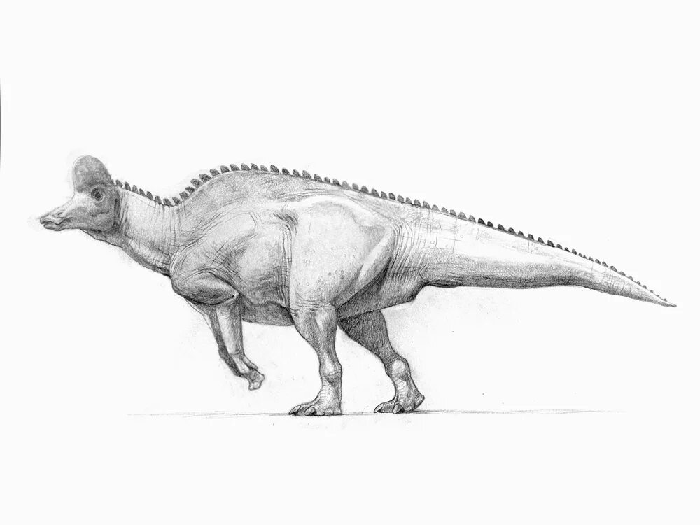 Коритозавр. Коритозавр динозавр. рисунки динозавров для срисовки. амурозавр динозавр. динозавр скетч.