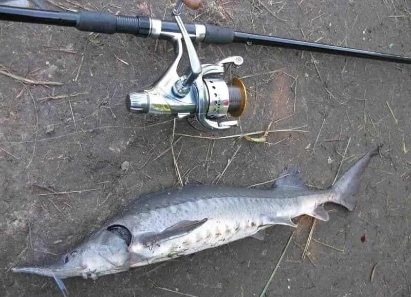 На что ловить осетра на рыбалке. Оснастка на стерлядь на платнике. снасть на стерлядь на платнике. снасть на осетра. ловля осетра на спиннинг.