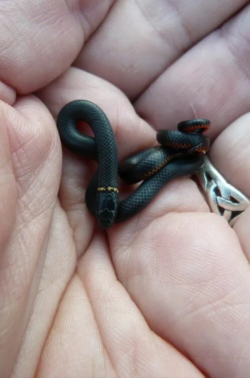 exotic-venom: " (Naja naja) Indian cobra, Spectacled cobra " Pet snake, Cute rep