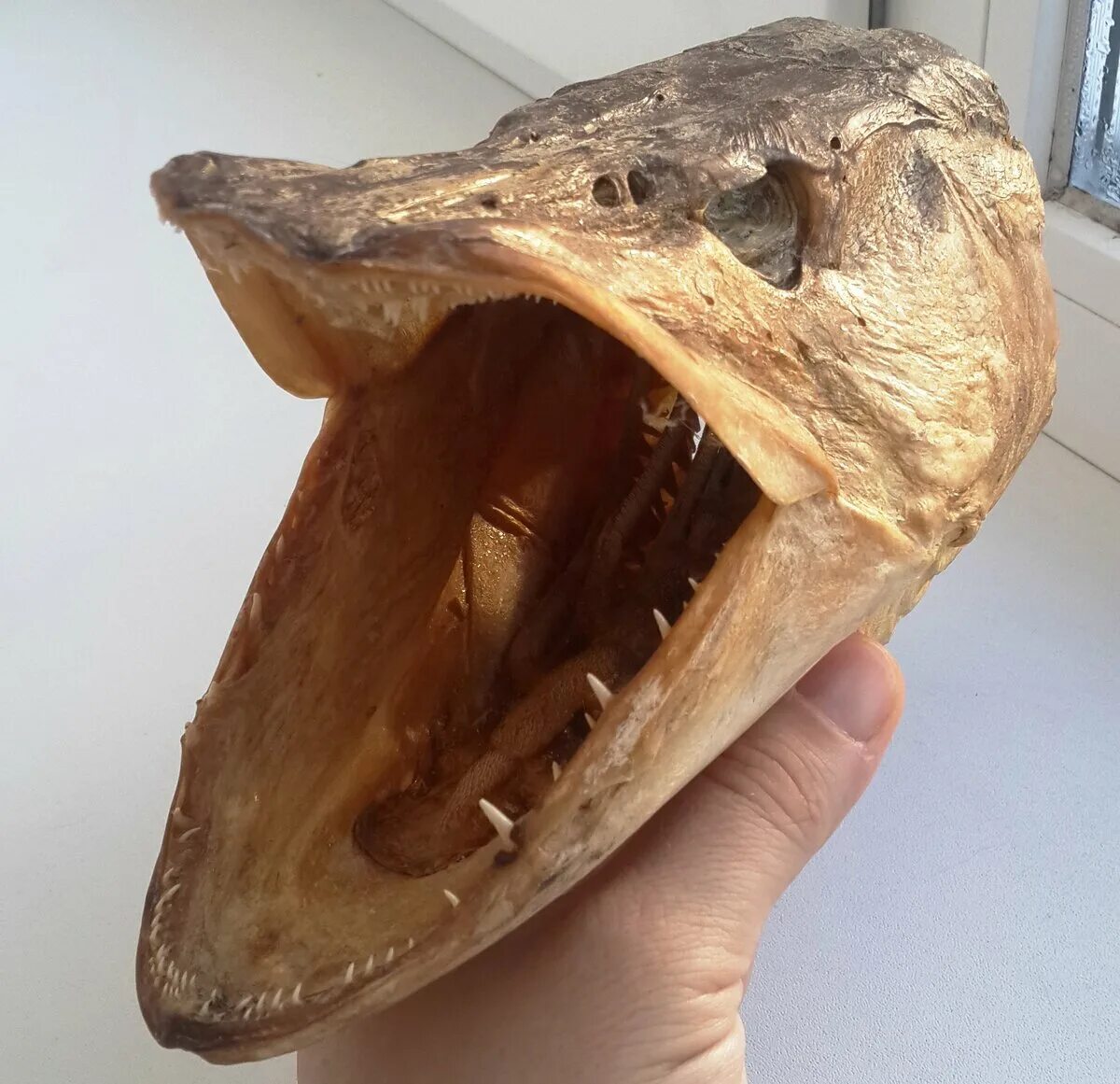 Чучело из щучьей головы. Чучело из щучьей головы. Как сделать чучело из щуки. Чучело головы щуки. Чучело щуки.