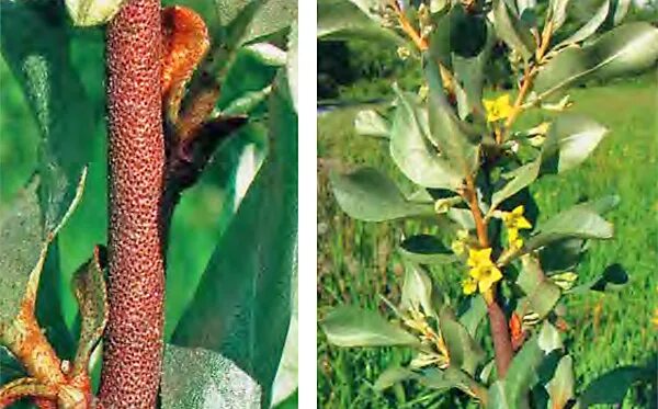 диас лох. я не лох. лох. лох изменить. лох по жизни.