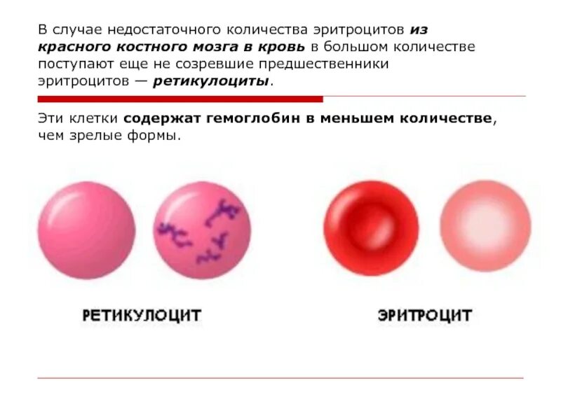 О чем говорят повышенные эритроциты. Предшественники эритроцитов. клетки предшественники эритроцитов. клетка предшественница эритроцита. эритроциты форма и цвет.
