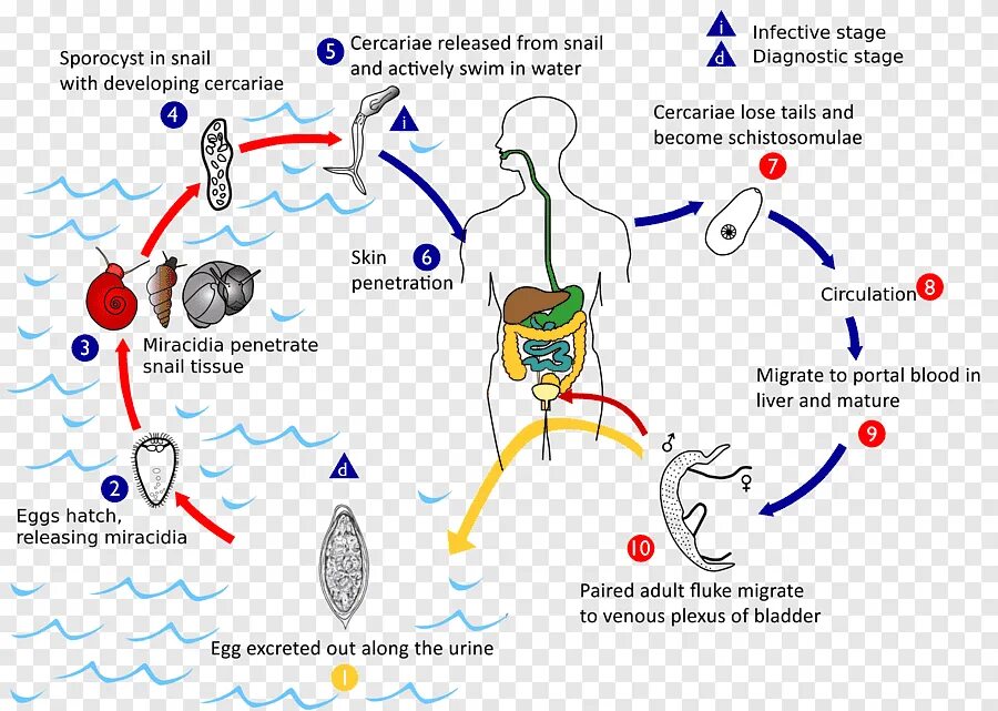 Schistosoma haematobium жизненный цикл. Schistosoma жизненный цикл. Schistosoma SPP жизненный цикл. Шистосома кровяная жизненный цикл.