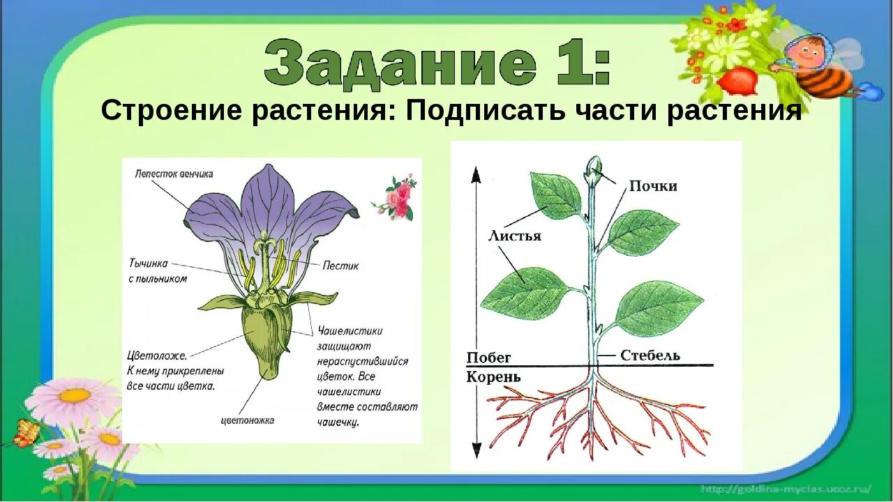 Части растения. Растения и их строение. Строение частей растения. Растия строение. Тела растений имеет строение