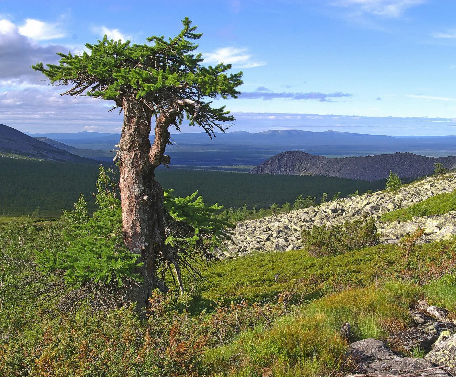 Какое дерево распространено на южном урале. Одинокая сосна белокуриха. Какое дерево распространено на южном урале. Лиственница группа растений. Деревья южного урала.