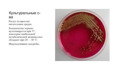Простые питательные среды