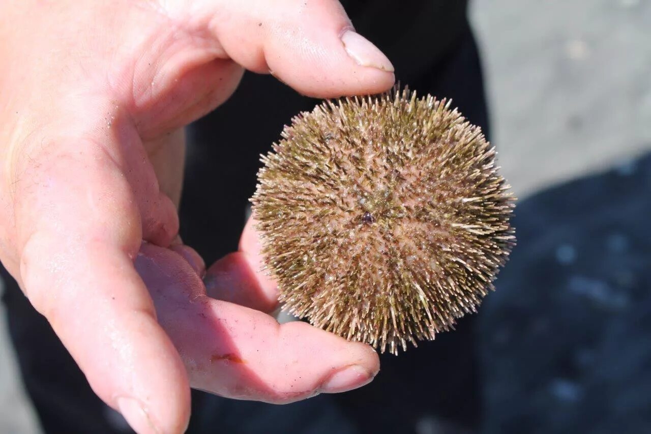 Серый морской еж. Плоский серый еж. Морские ежи приморье. Серый морской еж. Морской еж сверху.