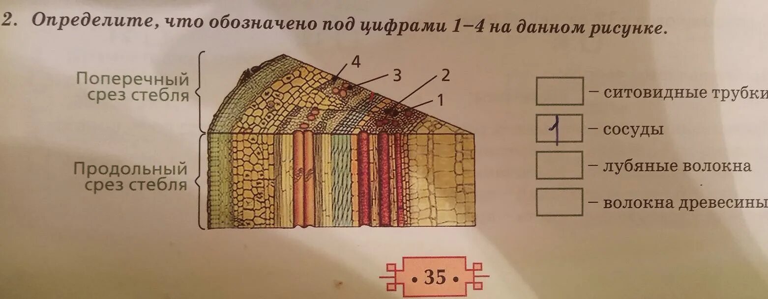 Поперечный и продольный срез. Продольный срез стебля. Поперечный срез стебля ржи. Срез стебля бамбука. Поперечный срез стебля хвоща.