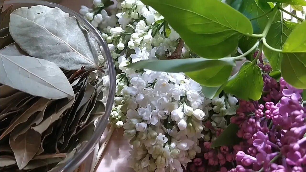 Цветки сирени в народной. Июньская сирень. Сирень вольфа фото. Засохшая сирень. Цветки сирени в народной.