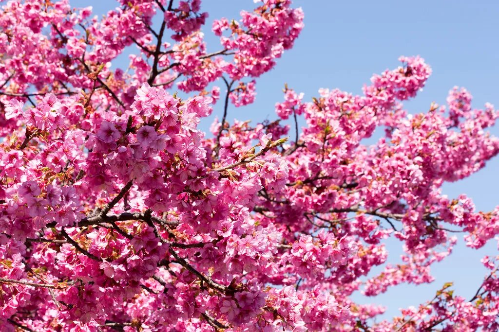 розовое дерево. жакаранда куст. сакура референс дерево. сакура м. черри блоссом.