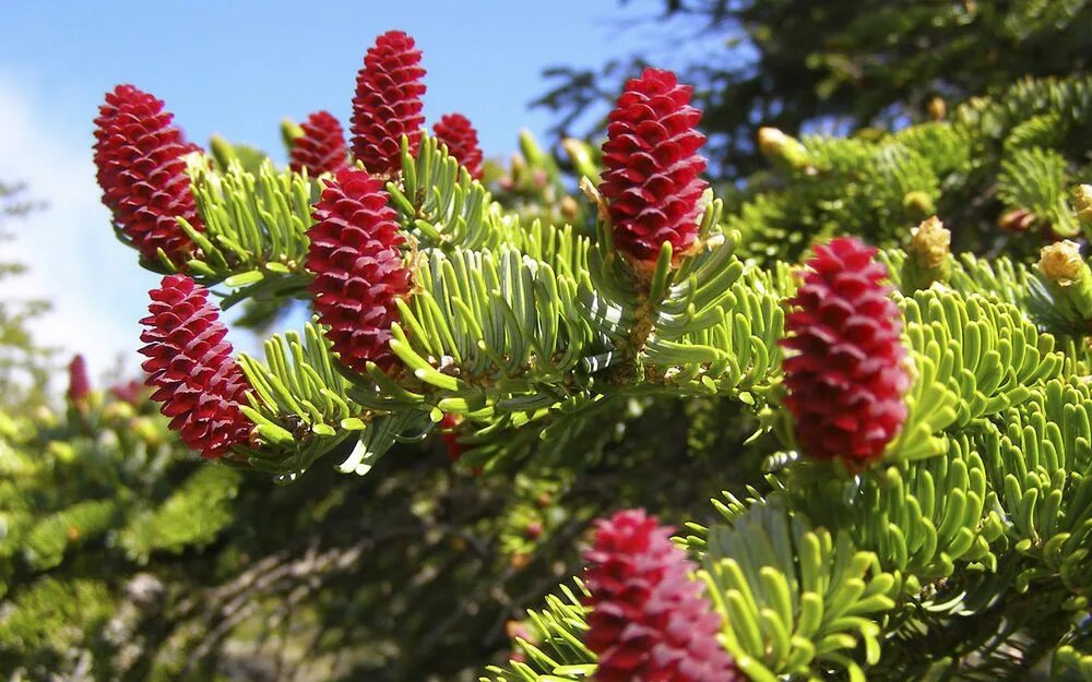 Ели хара. Ель Аянская шишки. Ель Аянская (Picea jezoensis). Пихта Аянская. Ель Аянская голубая.