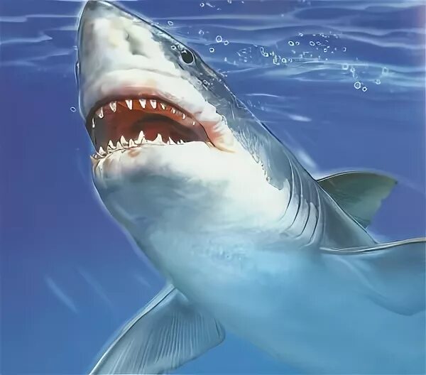 враги акулы