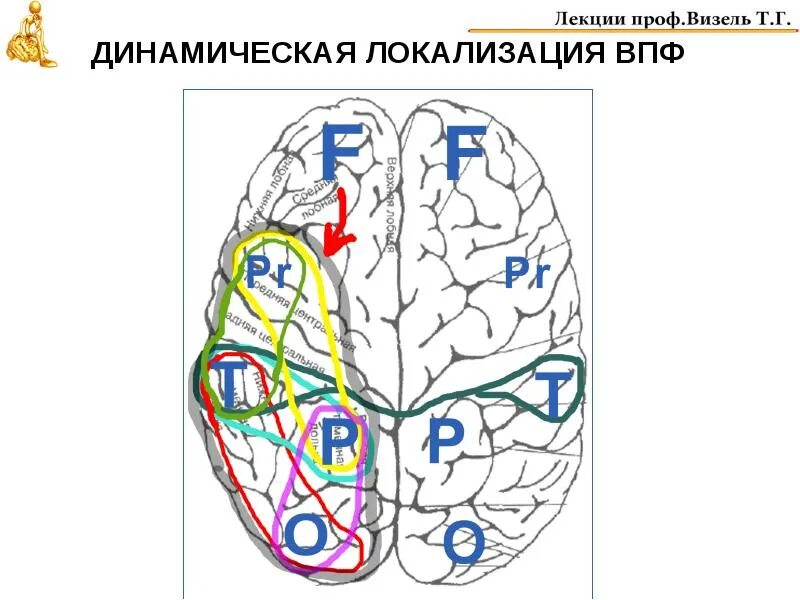 Динамическая локализация. Локализация ВПФ. Локализация высших психических функций схема. Динамическая локализация функций.