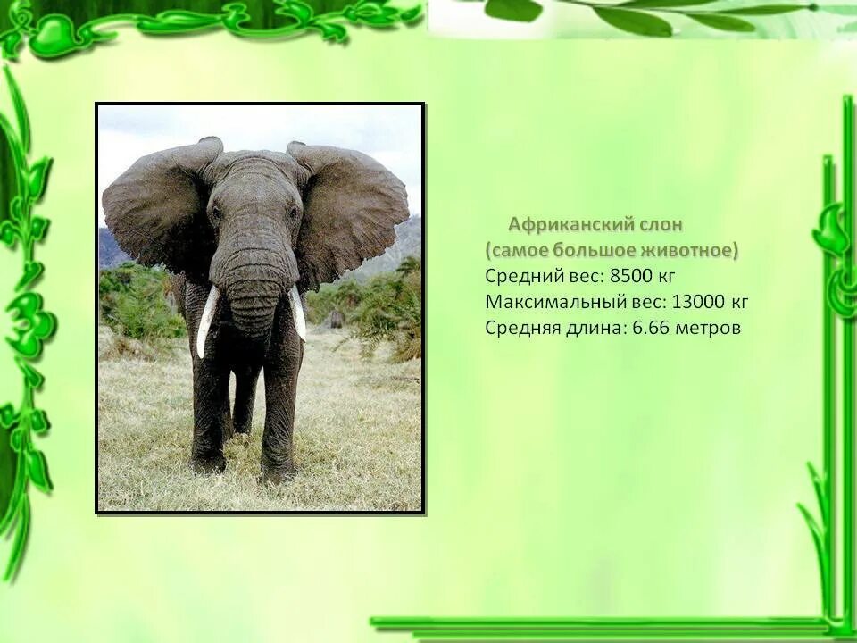 Сколько весит слон. Вес африканского слона. Самый большой Африканский слон. Самый большой слон вес.