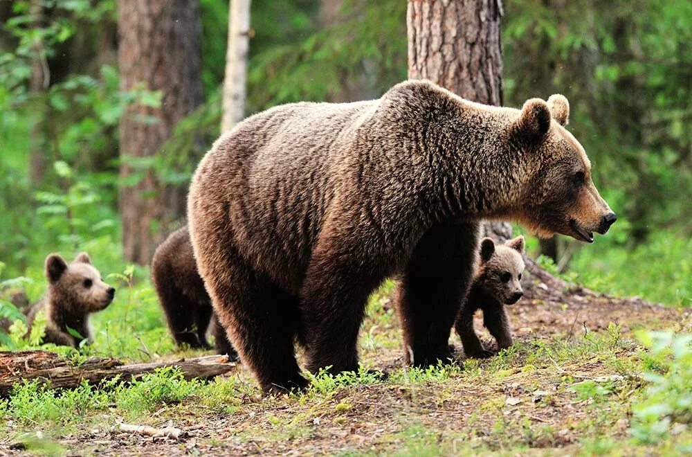 баргузинский заповедник медведь. кавказский бурый медведь. бурые медведи книги. бурые медведи книги. бурый медведь обыкновенный.