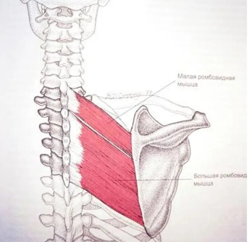 Ромбовидная мышца спины упражнения. Триггерные точки ромбовидной мышцы. Ромбовидная мышца упражнения. Тренировка ромбовидной мышцы. Сведение лопаток мышцы.