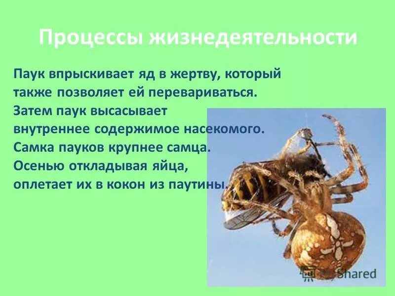 особенности строения и жизнедеятельности пауков. строение головогруди паука. жизнедеятельность паукообразных. особенности внутреннего строения паукообразных. особенности строения и жизнедеятельности пауков.