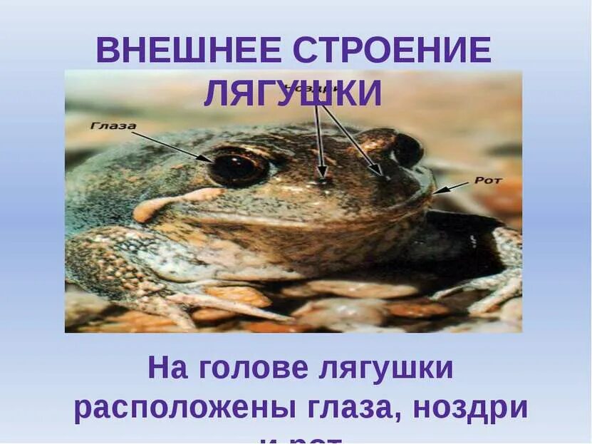 Внешнее строение головы лягушки. Строение глаза лягушки. строение глаза земноводных. органы зрения земноводных. строение глаза амфибий.