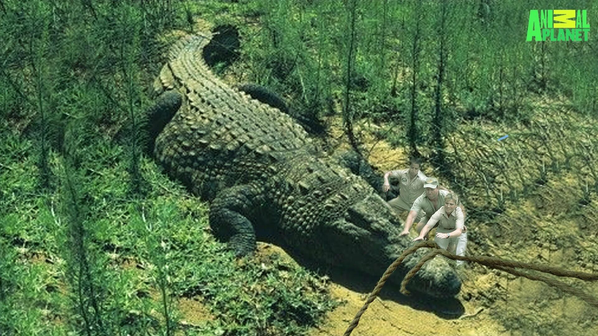 Гигантский гребнистый крокодил людоед. Самый большой гребнистый крокодил в мире.