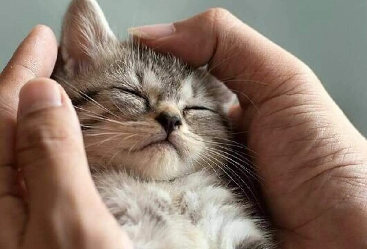 Ладошки нежные кошки. Ласковый котенок. котики ласкаются. нежные котики. котенок ластится.