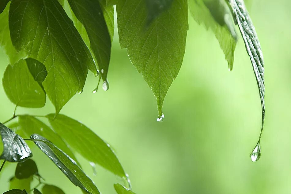 Капля падает с листа. Листва после дождя. Капли дождя. Капли на листьях деревьев. Весенний дождь.