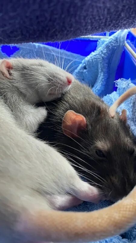 Крысы дамбики. Крысиные восьмизубы. Мастомис. Крыса 8*8. Крыса домашняя.
