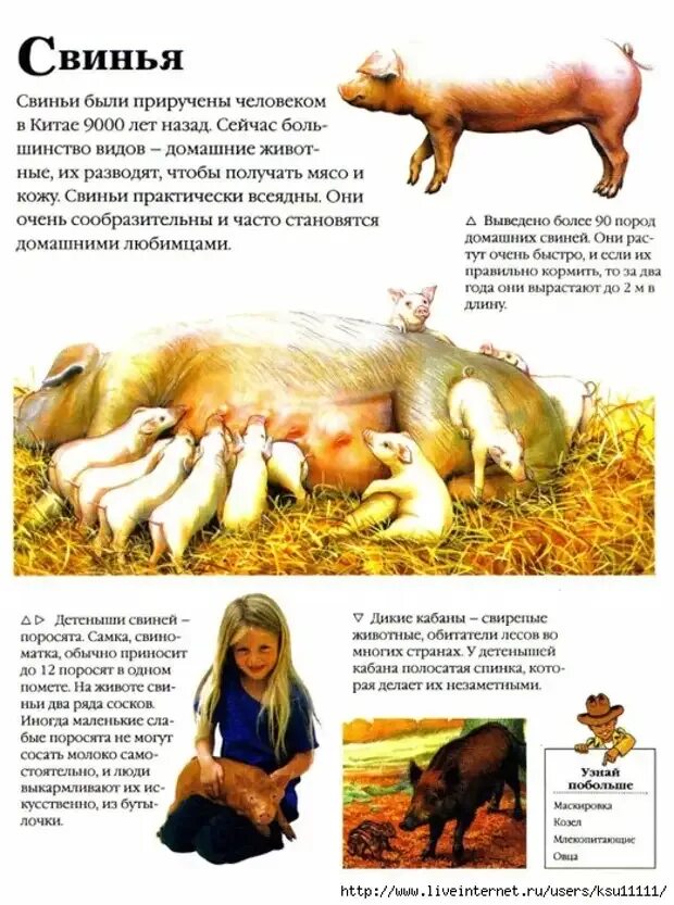 Сообщение о свиноводстве