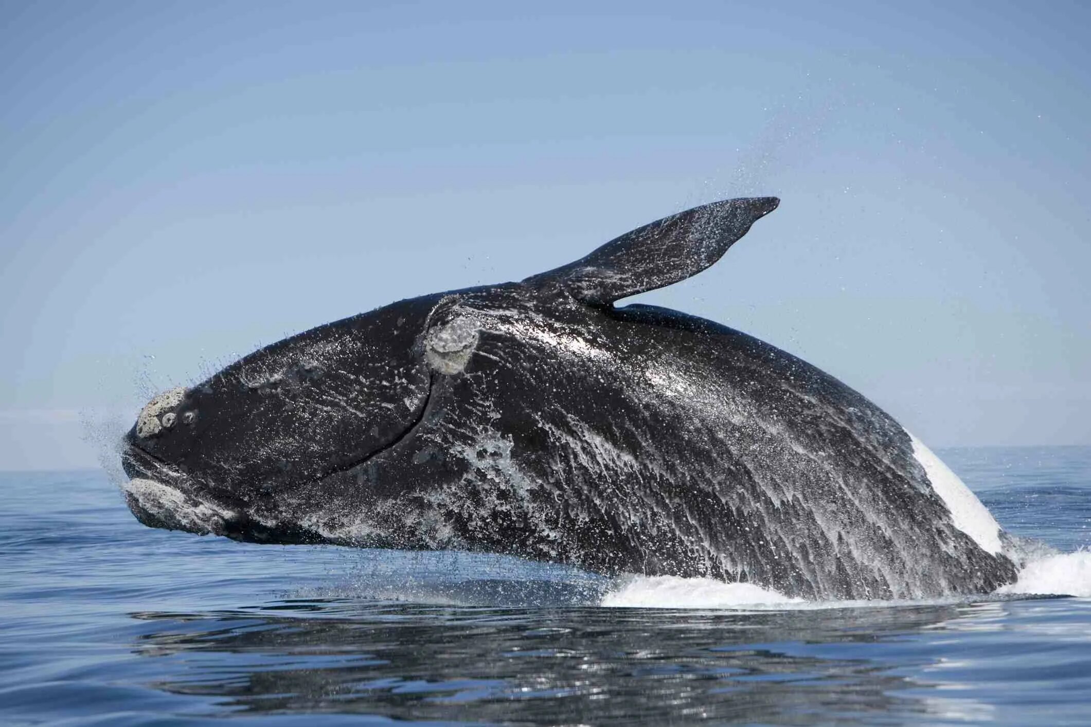 Самое большое животное жившее на земле. Северный гладкий кит. Японский гладкий кит. Синий Гренландский кит. Бискайский кит.