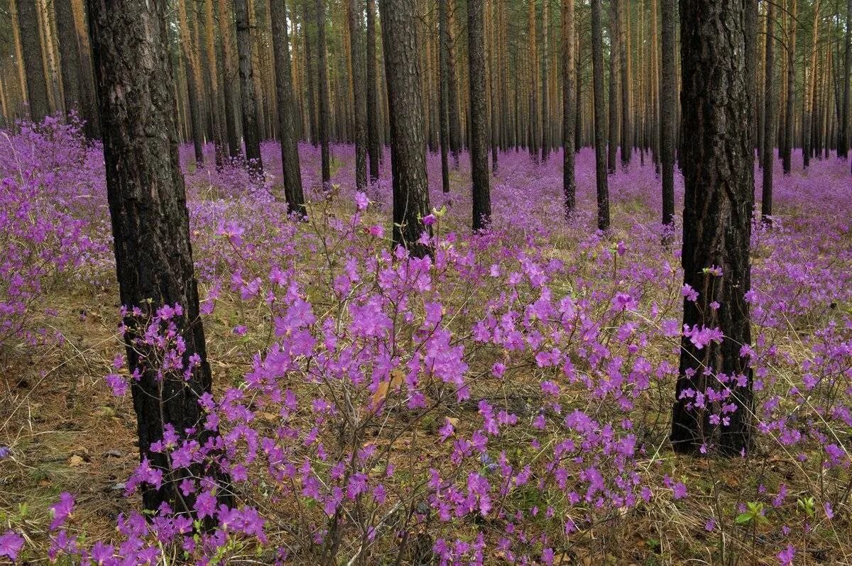 В лесу зацвели. Рододендрон Даурский багульник. Рододендрон Амурский (багульник. Багульник Сибирский рододендрон Даурский. Багульник сопки Забайкальский.