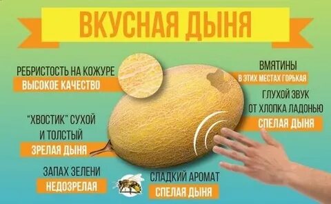 Выбор дыни