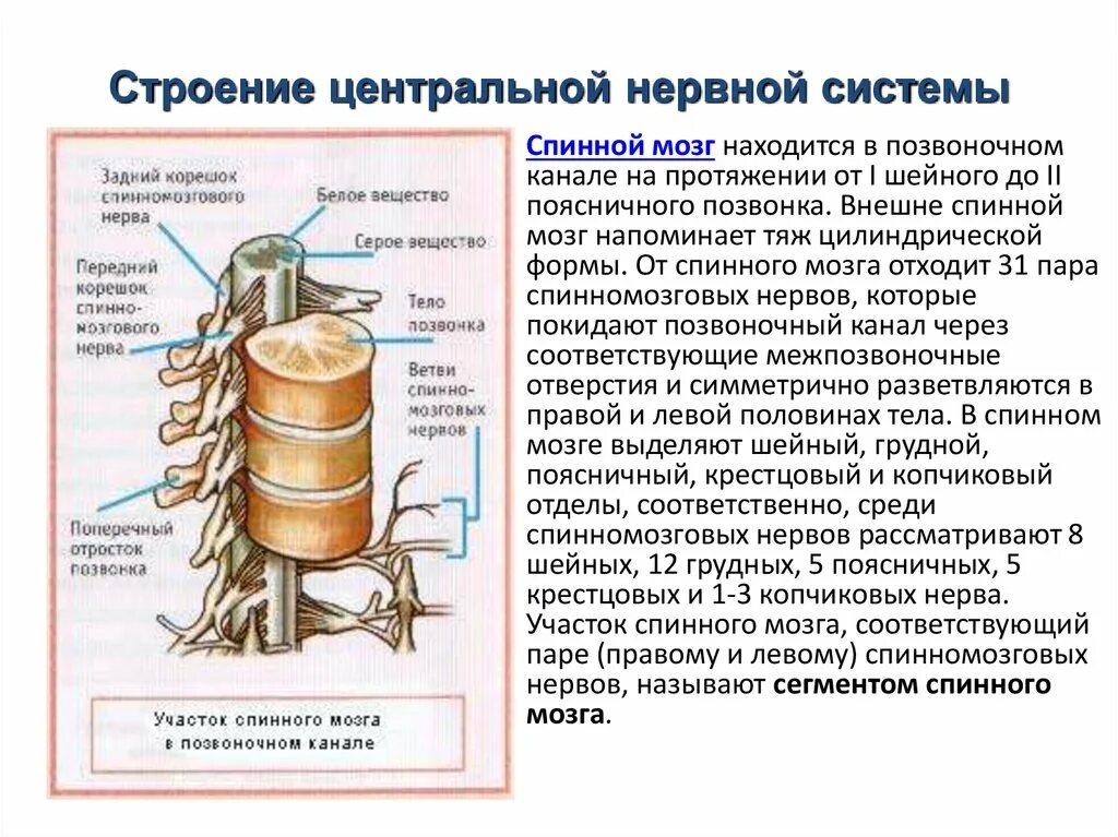 Отделы нервной системы строение и функции спинного мозга. Нервная система строение и функции нервной системы. Центральная нервная система схема спинной мозг головной мозг. Строение нерва спинного мозга. Центральный отдел нервной системы спинной мозг