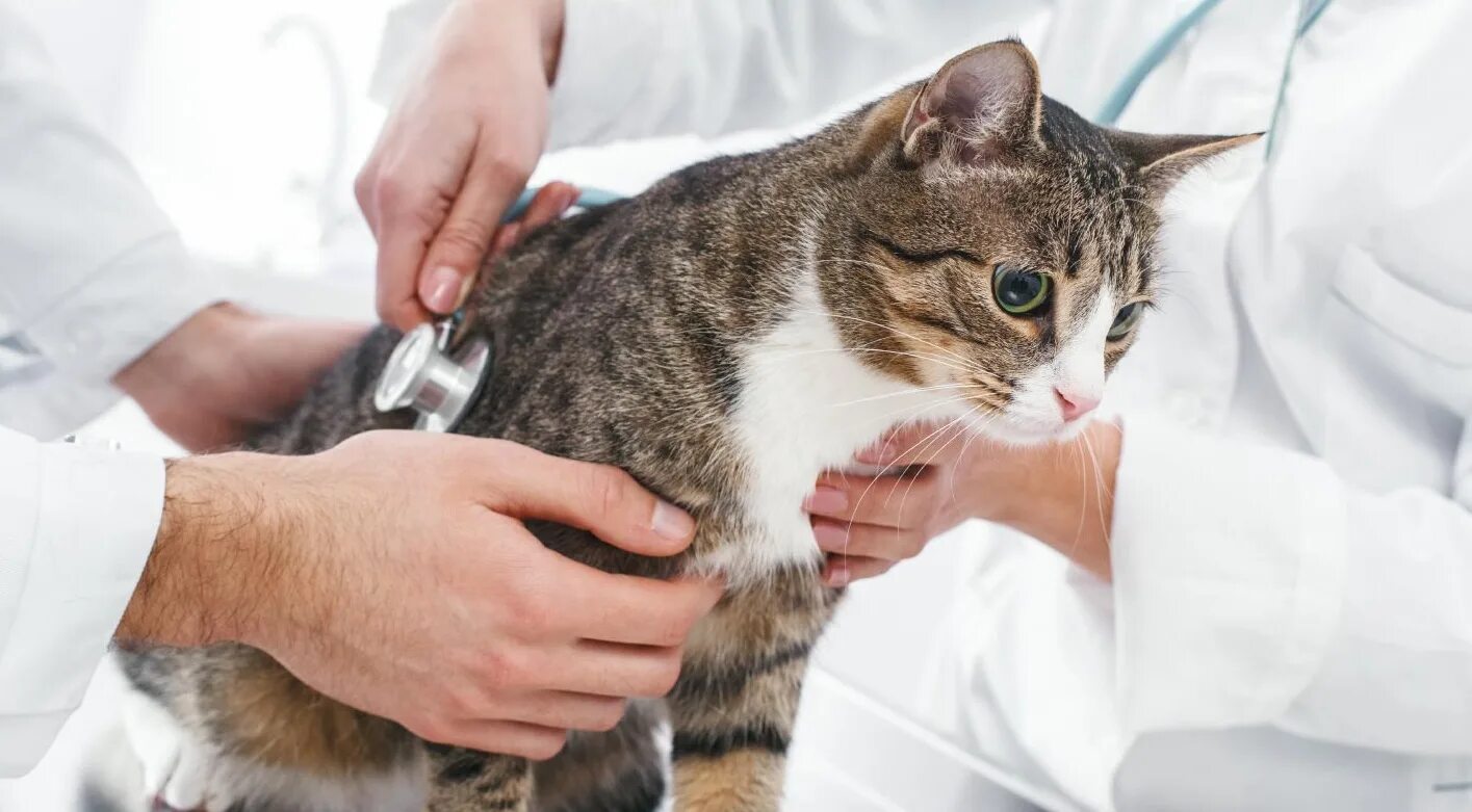 Грыжа у кошки после стерилизации. Кот тяжело дышит и не ест. Кот кашляет высунув язык и хрипит. Кот тяжко вздыхает. Кальцивироз (эозинофильная гранулема).