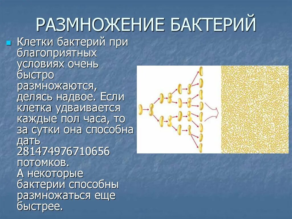 Как происходит размножение бактерий. Размножение бактерий. царство бактерии размножение. размножение бактерий происходит. условия для размножения бактерий.