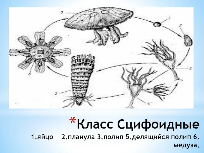 Жизненный цикл сцифоидных медуз. Планула сцифоидные медузы. Цикл сцифоидных медуз. Цикл развития сцифоидной медузы. Планула сцифоидные медузы.