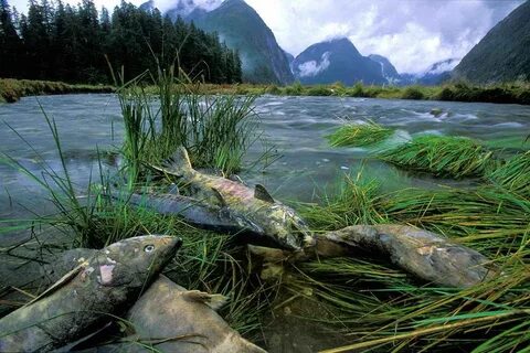 Acid rain the fish and plant species