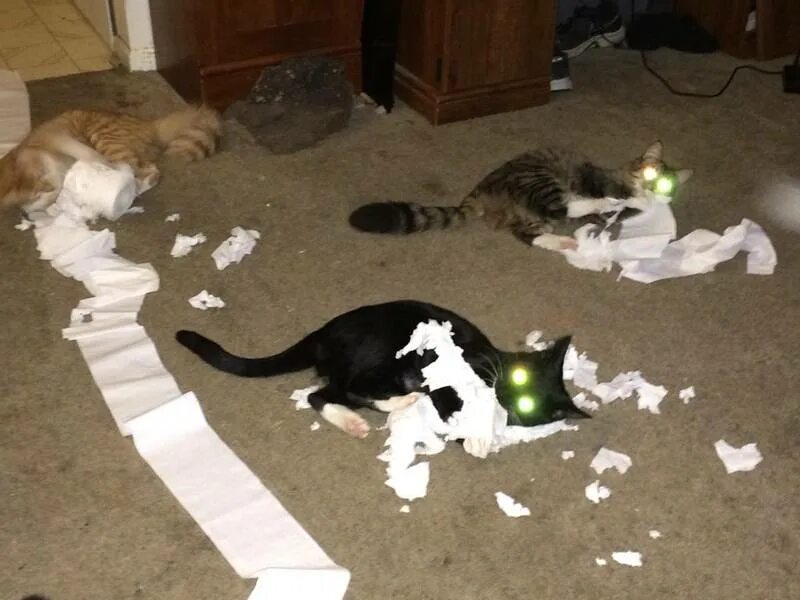 Рыгающий кот. Кот рыгает. кота тошнит. кот рвет бумагу.