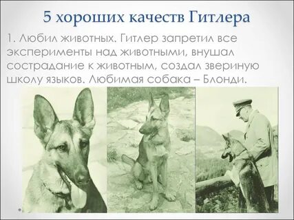Серый волк бегство адольфа