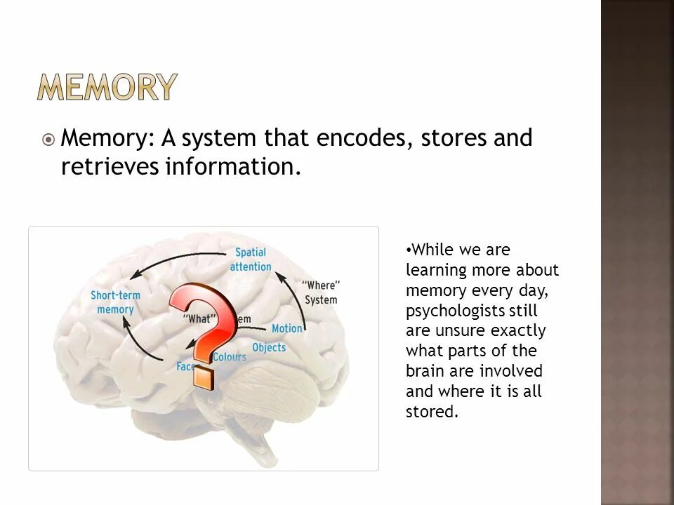 What memory is like. About memory. what is memory. the part of the brain not involved with memory is the. how does our brain store memories.