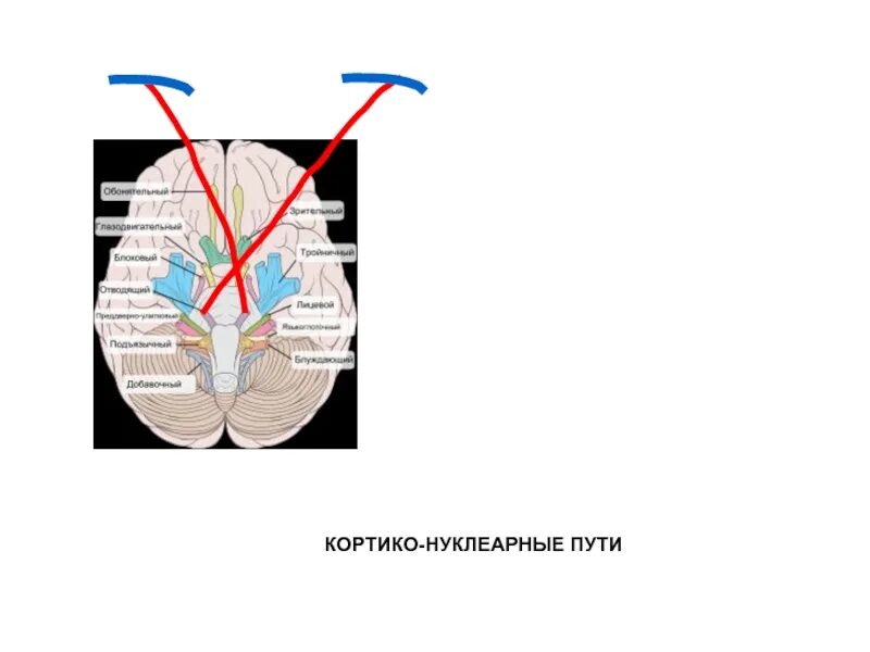 Двустороннее поражение корково ядерных путей. Корково ядерный путь схема. Корково мышечный двигательный путь. Корково ядерный путь анатомия. Корково мышечный путь схема.