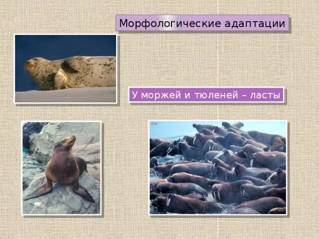 Морж приспособление к среде обитания. Морж морфологические адаптации. Морфологическая адаптация тюленя. Физиологическая адаптация моржа. Поведенческие адаптации моржа.