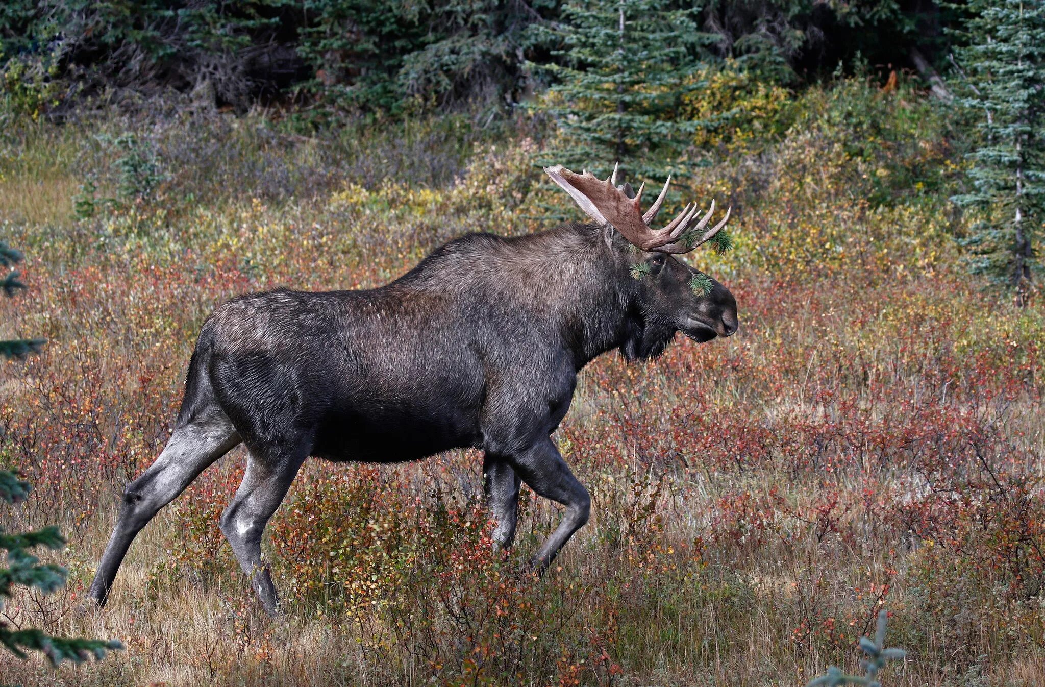 Породы лосей. Европейский Лось alces alces. Лось в Сибири. Аляскинский Лось.