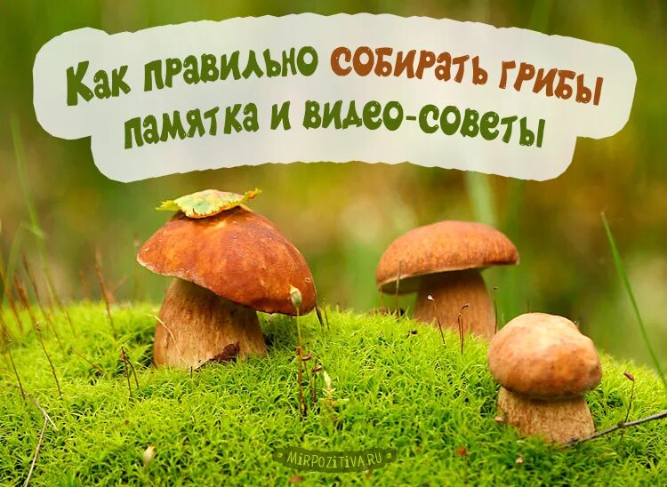 Грибы собранные утром. Советы грибникам. Памятка грибника. Как правильно собирать грибы. Грибы грибник правильный.