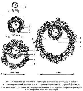Стадии развития фолликула