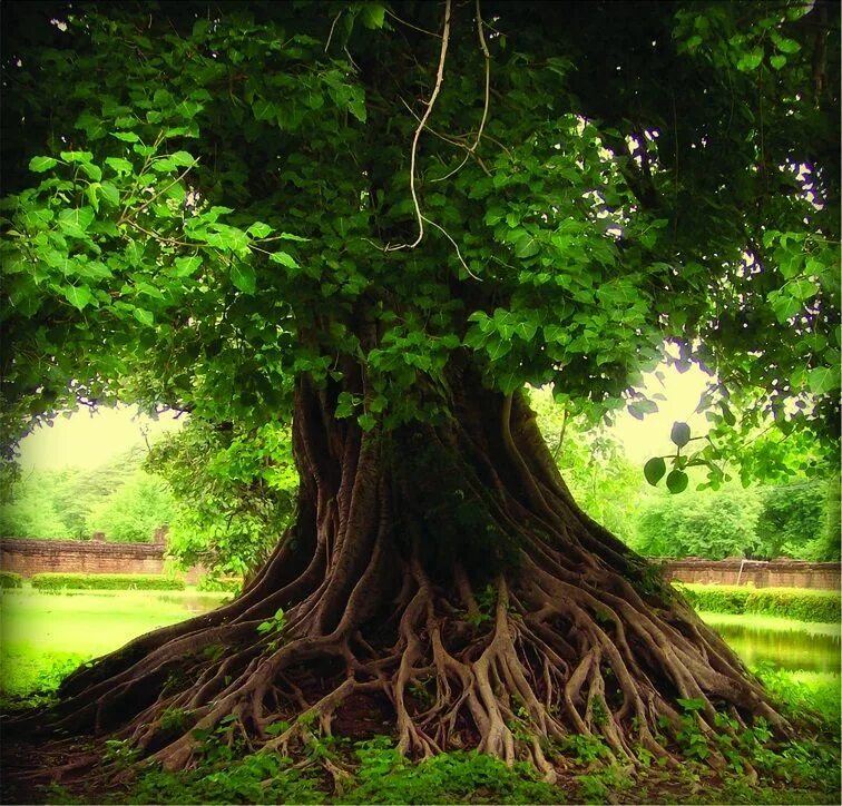 Могучие стволы. Милорн дерево. Дерево Tamanu Tree. Manuka Tree дерево. Красивое дерево с корнями.